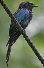 Drongo bronzé