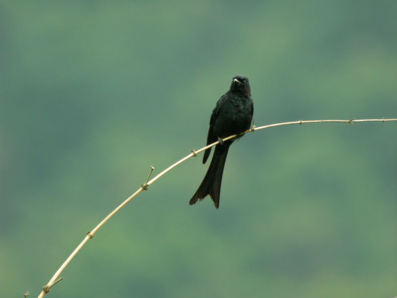 Drongo cendré