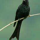 Drongo cendré