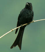 Drongo cendré