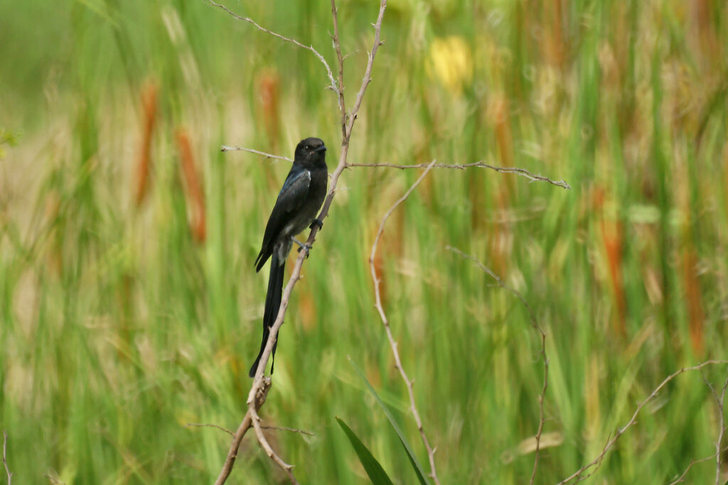 Drongo cendré