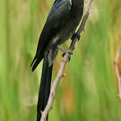 Drongo cendré