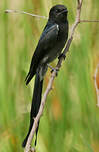 Drongo cendré