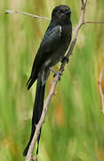 Ashy Drongo