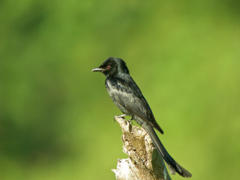 Drongo cendré