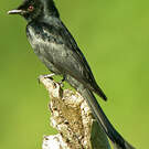 Drongo cendré