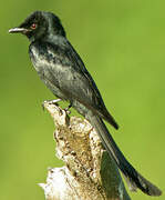 Ashy Drongo