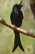 Drongo malgache