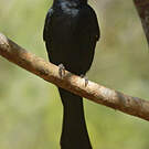 Drongo malgache