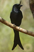 Crested Drongo