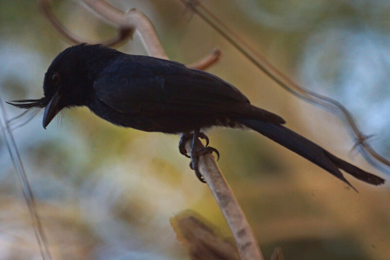 Crested Drongo