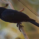 Drongo malgache