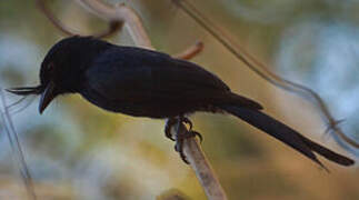 Crested Drongo