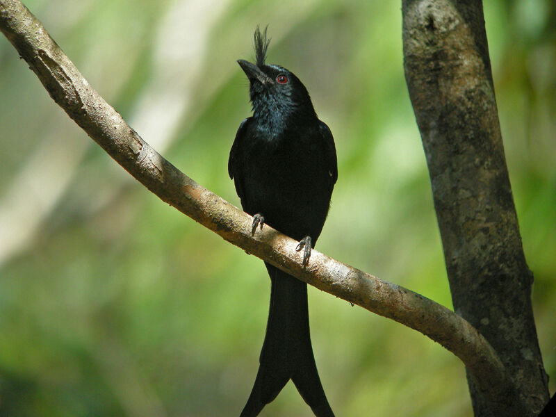 Drongo malgache