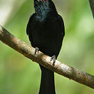 Drongo malgache