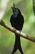 Crested Drongo