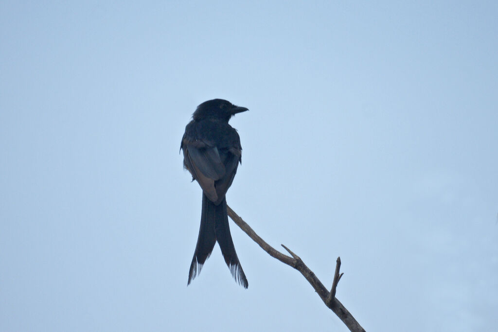 Drongo royal