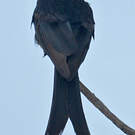 Drongo royal
