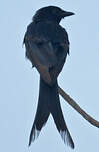 Drongo royal