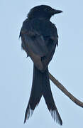 Black Drongo