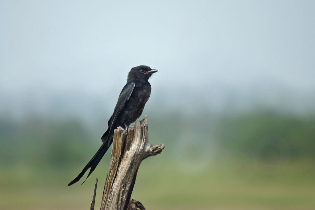 Black Drongo