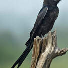 Drongo royal