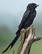 Drongo royal