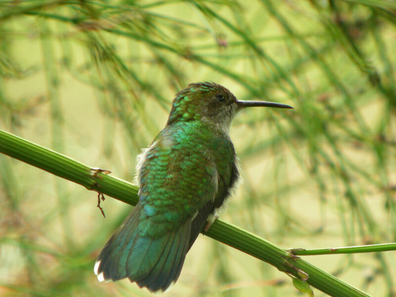 Fork-tailed Woodnymph female