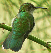 Fork-tailed Woodnymph