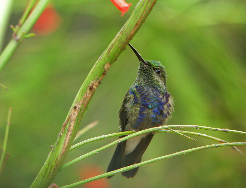 Fork-tailed Woodnymph male