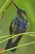 Fork-tailed Woodnymph