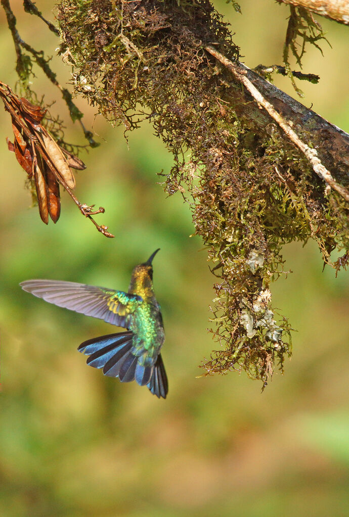 Fork-tailed Woodnymph