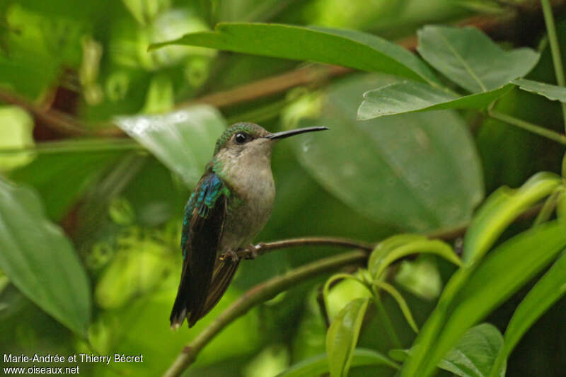 Crowned Woodnymph female adult, identification