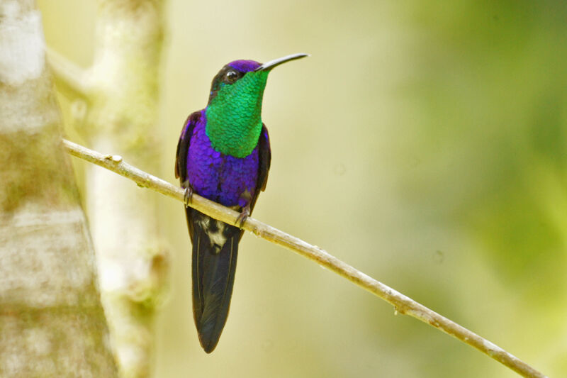 Crowned Woodnymph male