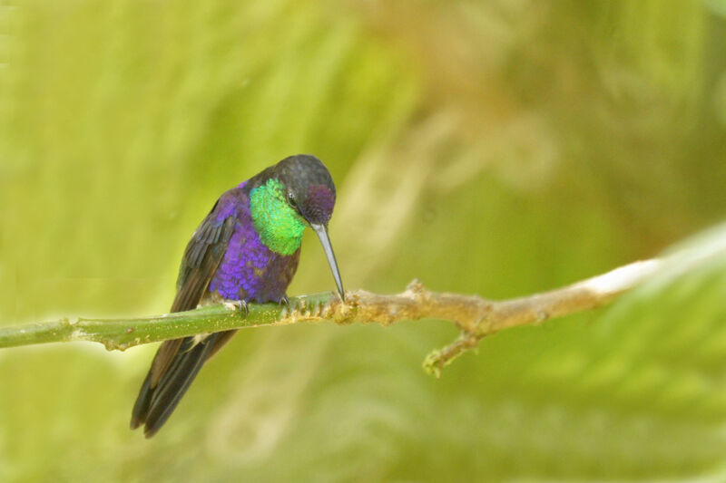 Crowned Woodnymph male