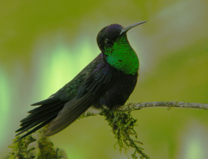 Crowned Woodnymph male