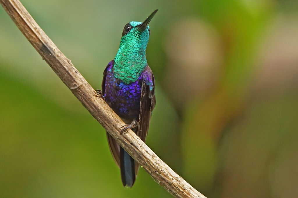 Crowned Woodnymph male