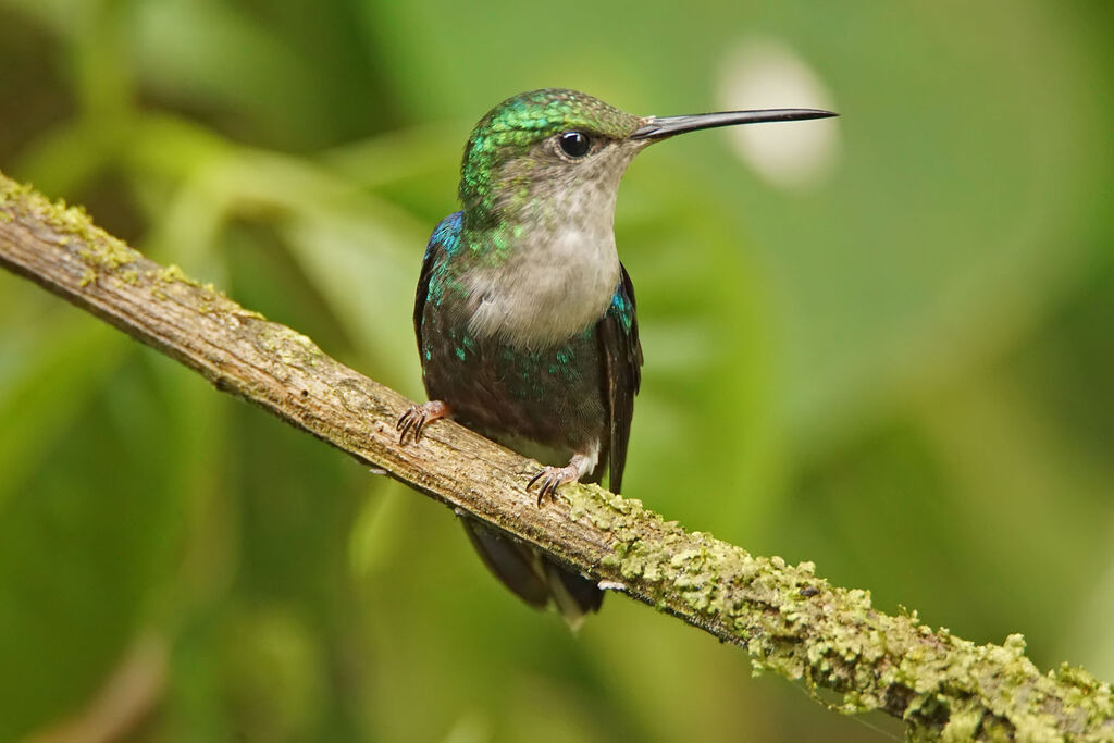 Crowned Woodnymph female