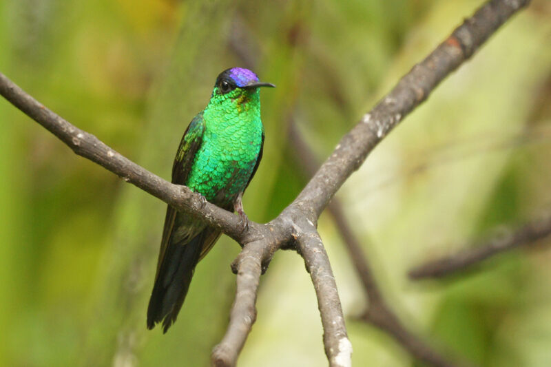 Violet-capped Woodnymph