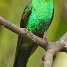 Dryade glaucope