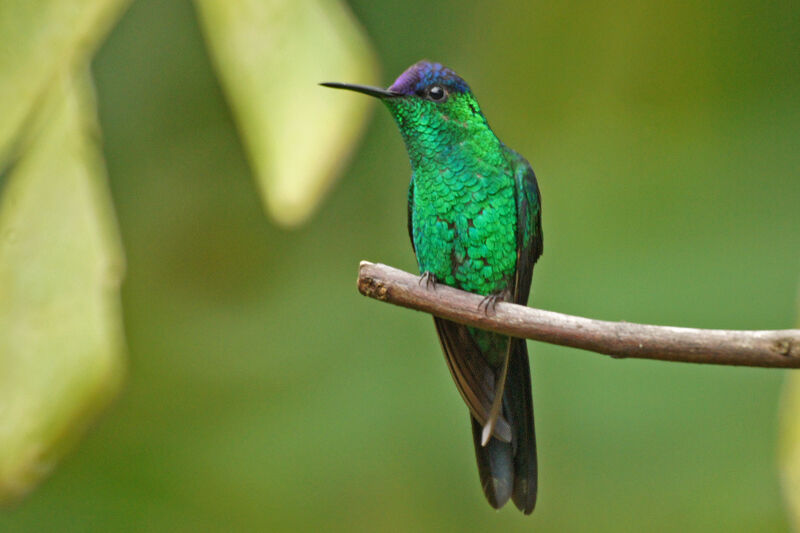 Violet-capped Woodnymph