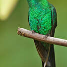 Dryade glaucope