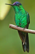 Violet-capped Woodnymph