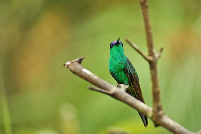 Violet-capped Woodnymph