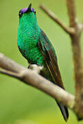 Violet-capped Woodnymph