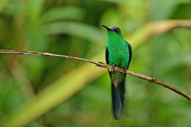 Violet-capped Woodnymph