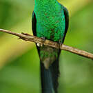 Dryade glaucope