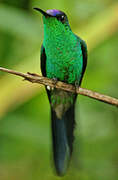 Violet-capped Woodnymph