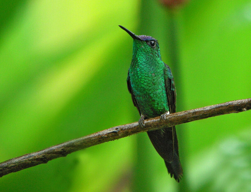 Violet-capped Woodnymph