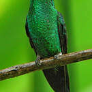 Dryade glaucope